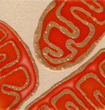 Mitochondria