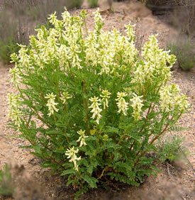 Astragalus