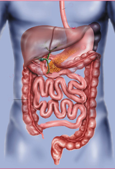 digestive system