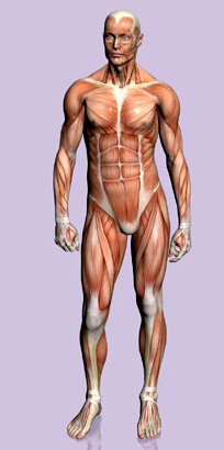 Human Body