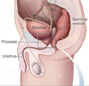 Prostate